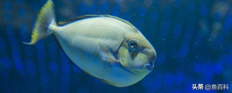 中山魚(yú)缸定制廠家：中山魚(yú)缸定制廠家電話 觀賞魚(yú)市場(chǎng)（混養(yǎng)魚(yú)）