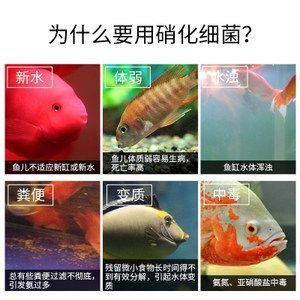 市中區(qū)智堂水族魚缸店（市中區(qū)智堂水族魚缸店電話）