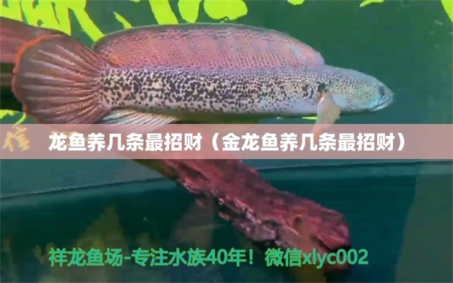 龍魚翹嘴還是平嘴好養(yǎng)（龍魚翹嘴還是平嘴好養(yǎng)些） 魚缸等水族設(shè)備