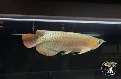 賣(mài)觀賞魚(yú)怎么樣掙錢(qián)（賣(mài)觀賞魚(yú)怎么樣掙錢(qián)呢）