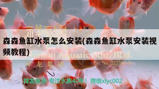 什么雷龍魚耐高溫（什么雷龍魚耐高溫養(yǎng)殖）