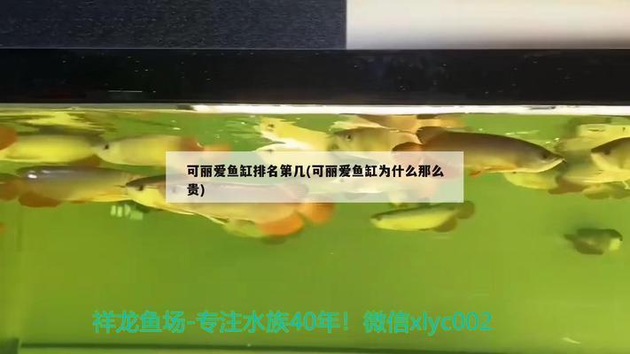 一米八的魚缸能養(yǎng)幾條龍魚（一米八的魚缸能養(yǎng)幾條龍魚呢）