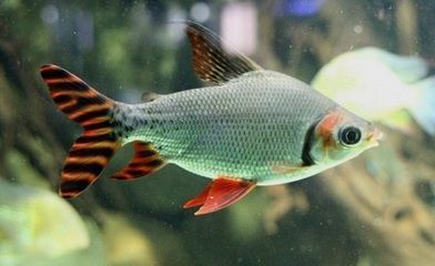 详细阅读:The Enchanting World of <strong><mark>arowana</mark></strong> in Kuala Pilah: A Comprehensive Guide to the Location, Distribution, Business Hours, and Products The Enchanting World of <strong><mark>arowana</mark></strong> in Kuala Pilah: A Comprehensive Guide to the Location, Distribution, Business Hours, and Products