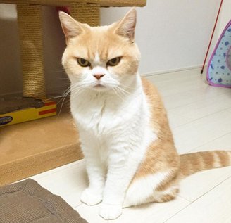 日本"生气猫"天生一副怒气冲冲相貌蹿红网络