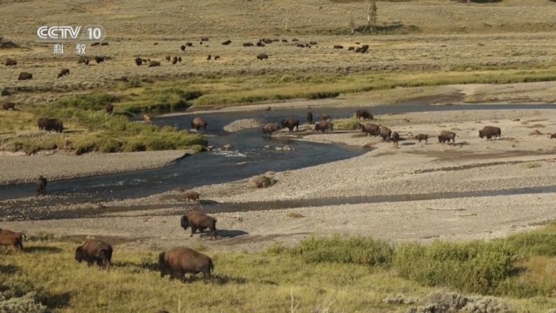 《自然传奇》 20251211 狐狸家族