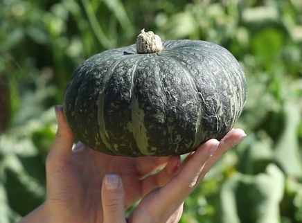 新闻大求真 沙漠南瓜是如何种植的？