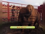 自然传奇 《自然传奇》 20170518 野性大比拼