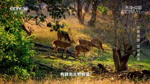 地理中国 《地理·中国》 20200708 生境迷踪·密林虎迹