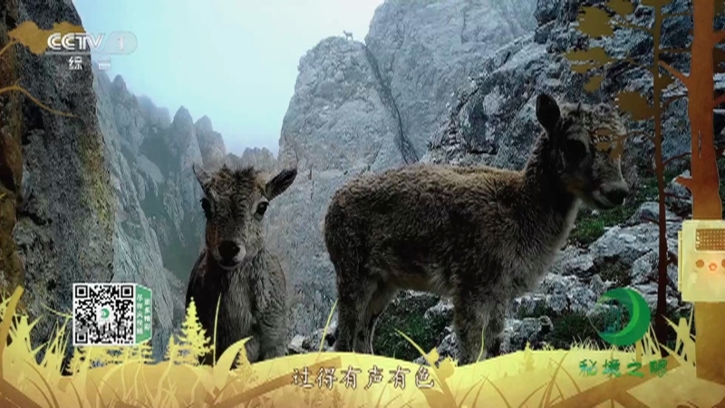 秘境之眼 《秘境之眼》 岩羊/野骆驼/四川羚牛/川金丝猴/黑叶猴/黑颈鹤 20230206