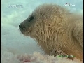 人与自然 人与自然 2009年 第29期