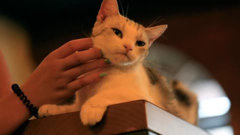 喵客帝国 据说猫奴都做过这25件事