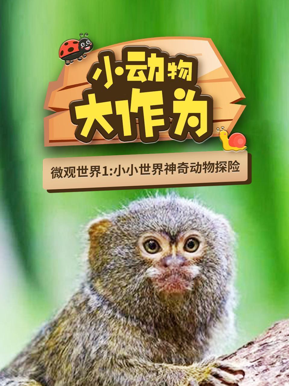 微观世界 小动物 大作为