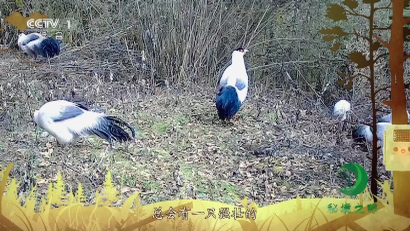 秘境之眼 《秘境之眼》 白马鸡 20230615