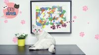 举起爪儿来 猫主子发功啦 分分钟给你完成一副印象派大作 20