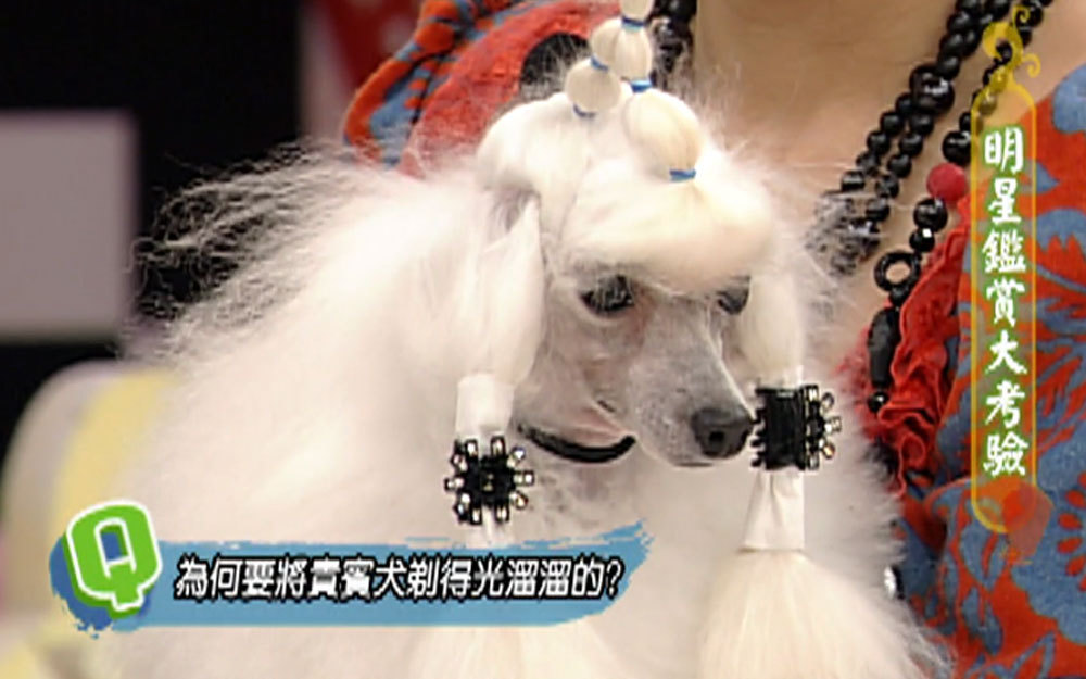为何要将贵宾犬剃的光溜溜？