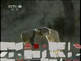 自然传奇 自然传奇 2011年 第45期 揭秘动物行为（十一）