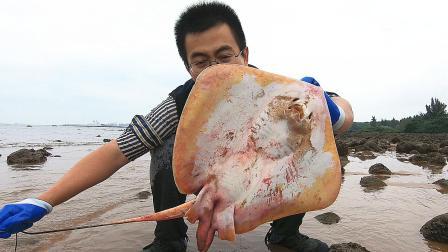 思乡渔夫 早起去赶海, 竟在海滩上捡了条“魔鬼鱼”