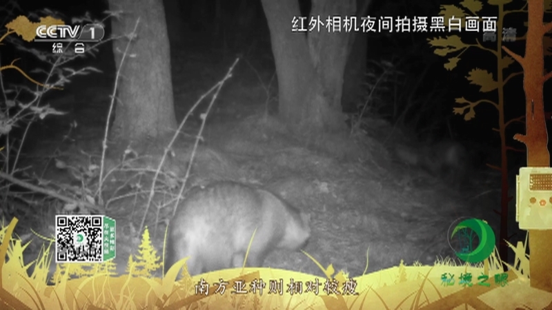 秘境之眼 《秘境之眼》 貉 20221130