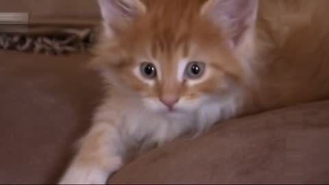 萌宠养成计划 不受欢迎的猫爸爸