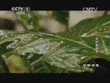 动物世界 《动物世界》 20140707 危险的朋友（六）