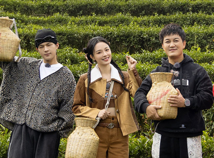 第3期：探美团体验红茶采摘