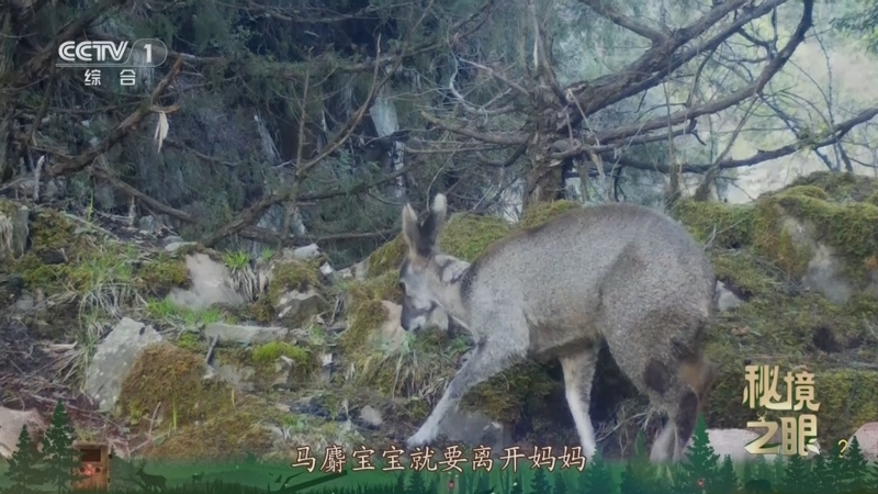 《秘境之眼》 马麝 20241109