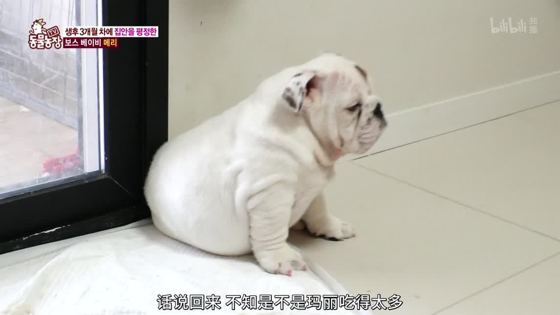 动物农场2020 霸道老大