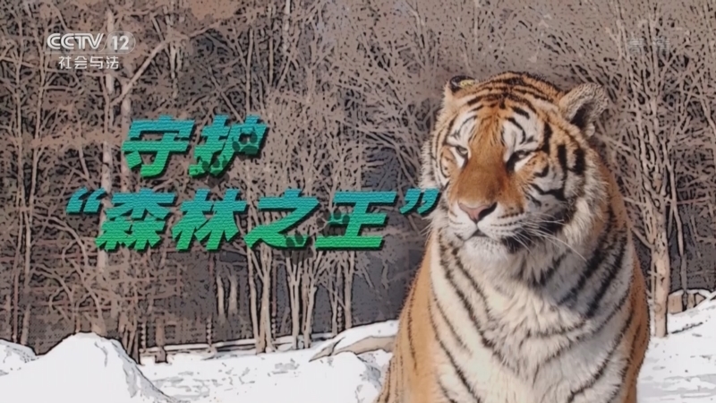 道德观察 《道德观察(日播版)》 20221129 守护“森林之王”