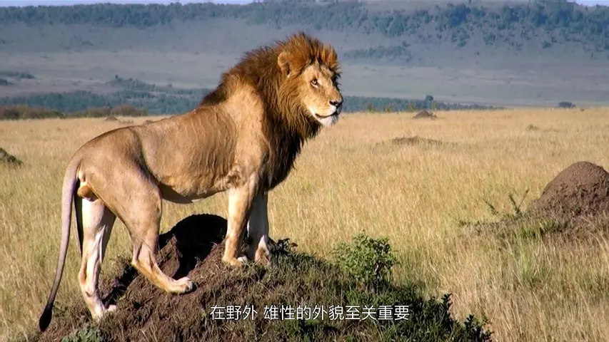 《大猫竞技》第1集