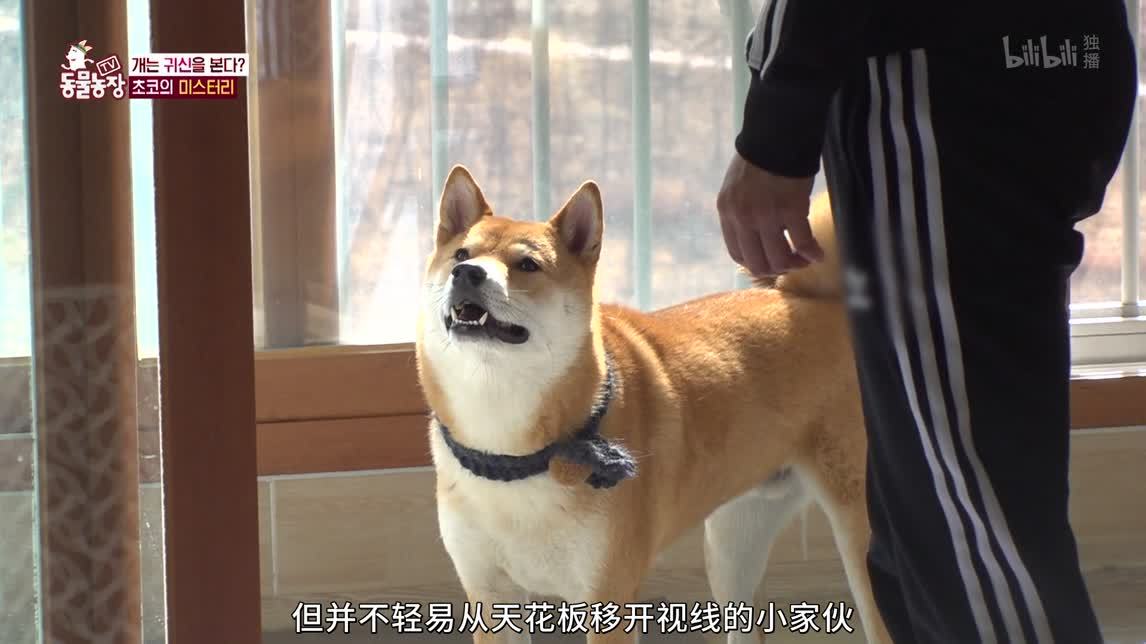 扁嘴鸭夫妇的日常