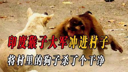 印度爆发猴狗大战（中）猴子闯入村庄屠杀小狗，就连小孩都不放过