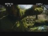 人与自然 《人与自然》 20140425 生命-植物（上）