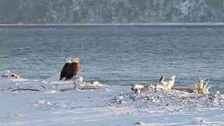 动物特种部队 第二季6