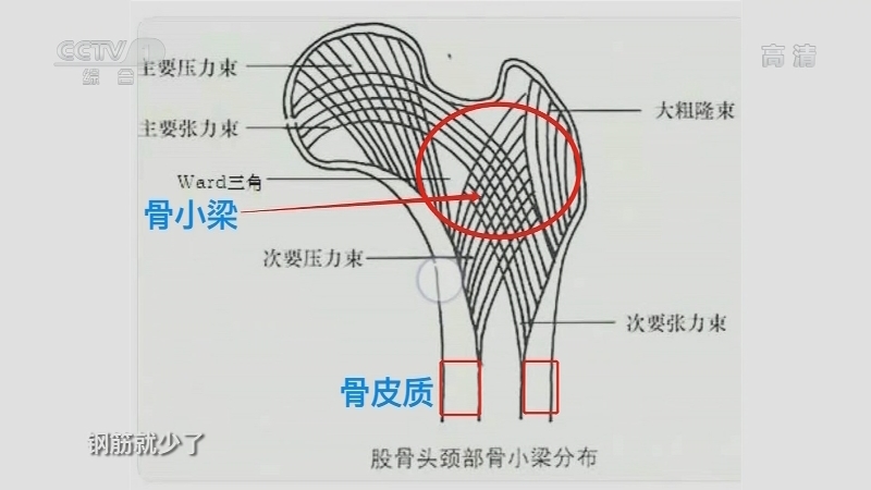《生活提示》 20210707 警惕长期不运动 骨量会丢失！