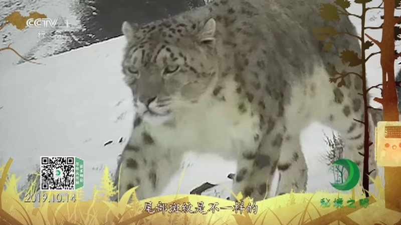秘境之眼 《秘境之眼》 雪豹 20230227