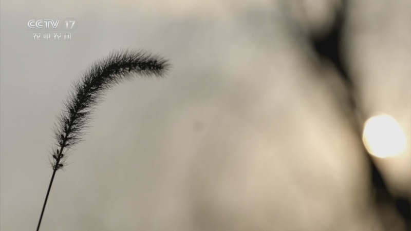 《三农群英汇》 20251201 羊倌的诗与远方