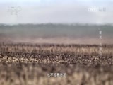 地理中国 《地理中国》 20161222 “复活”的湖泊