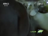 人与自然 《人与自然》 20151113 奇异自然——繁衍生息