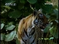 人与自然 人与自然 2008年 第31期