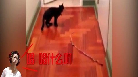 环球奇趣 当一只猫想变成鸟