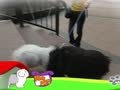 狗狗日记 第86天 Alpha爬楼梯