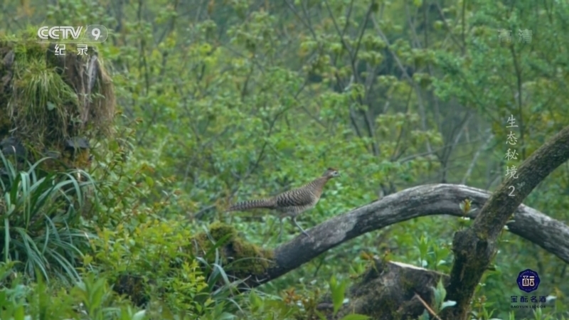 《生态秘境》 第2集 生命之源