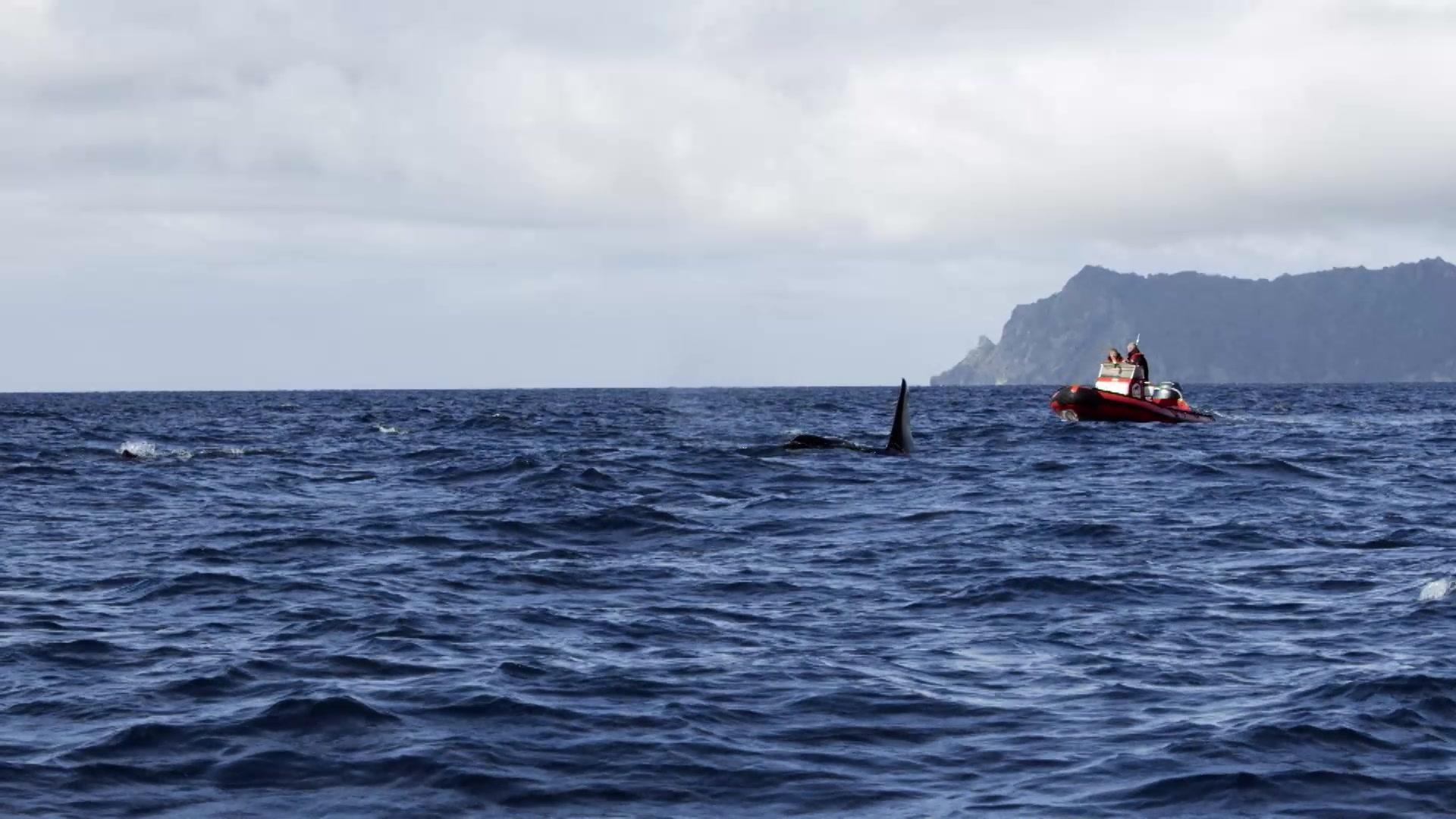 鲸的秘密 第1集