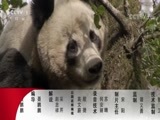 动物世界 《动物世界》 20171026 棕熊的盛宴