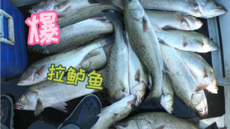 职业钓手阿杰出海狂拉70多斤鲈鱼能卖3000块，一根鱼竿撑起一个家