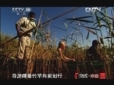 地理中国 《地理中国》 20121118 致命的大嘴