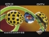 军事科技 《军事科技》 20130727 兵器连连看③变形