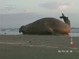 动物世界 《动物世界》 20160402 巨兽王国