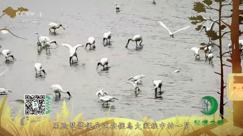 《秘境之眼》 黑脸琵鹭/琵嘴鸭 20210103