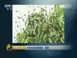 消费主张 《消费主张》 20170602 水果市场消费调查：荔枝